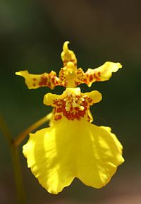 Kandyan_dancer_orchid_(Oncidium_sp.)